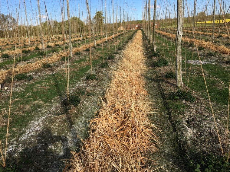 Cover crops could benefit hop soils