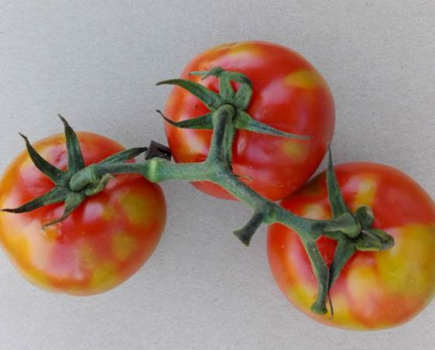 Emerging threat from new tomato virus