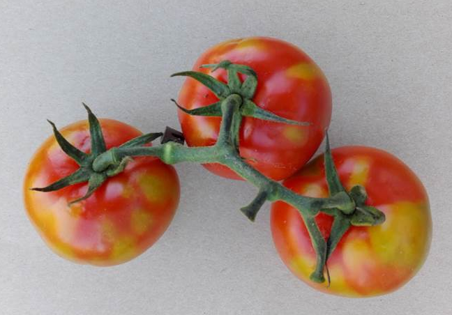 Emerging threat from new tomato virus
