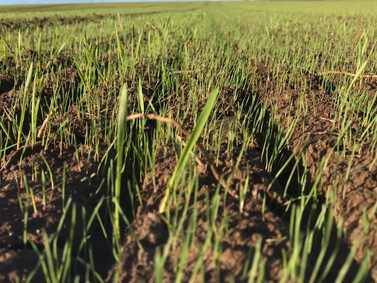 Five-point blackgrass plan