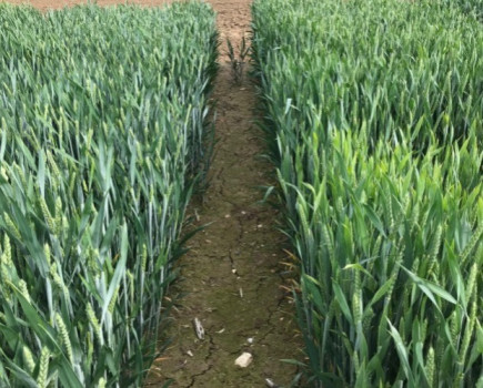 BYDV-resistant wheat to be launched
