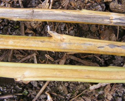 Verticillium stripe – reliant on resistant varieties
