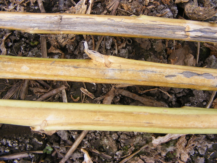 Verticillium stripe – reliant on resistant varieties