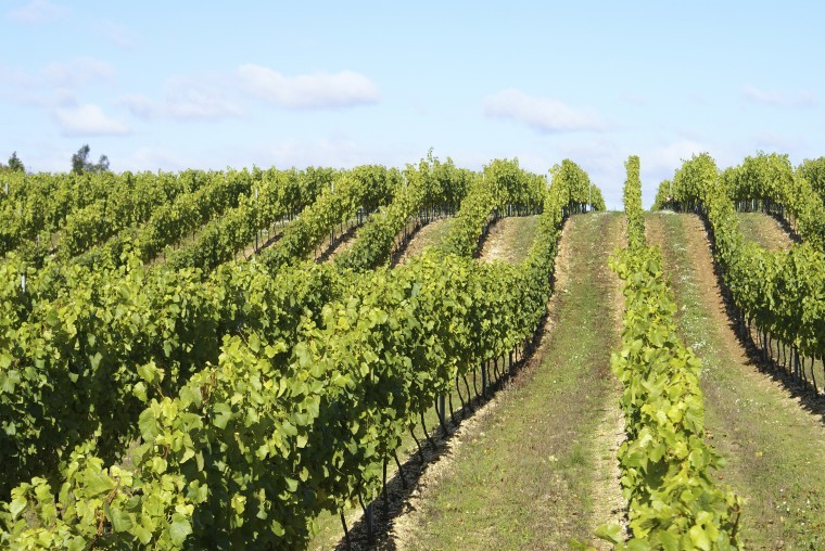 Winery has removed risk of  vineyard expansion