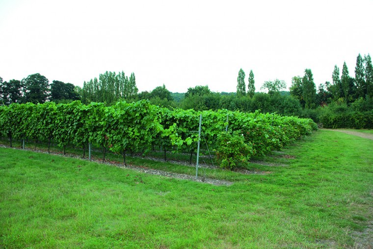 Vineyard thrives off local tourism