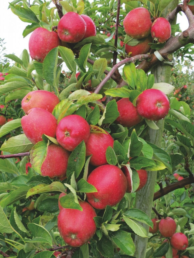 Tesco apples at the core of the community