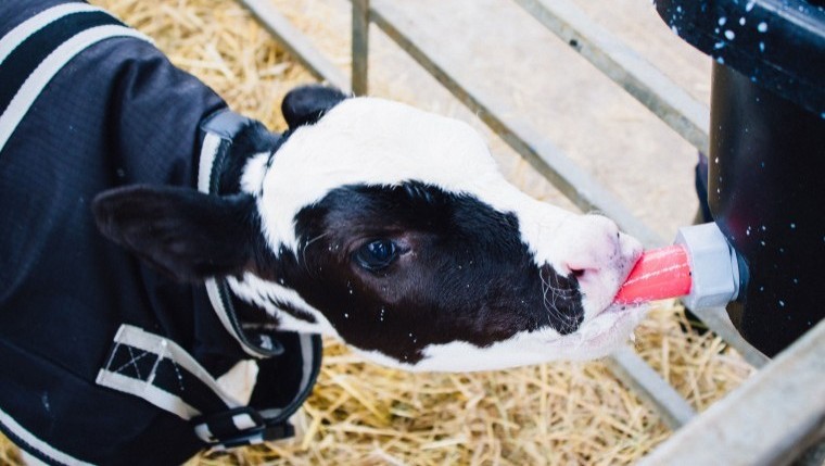 Pre-weaned heifer calves need more milk