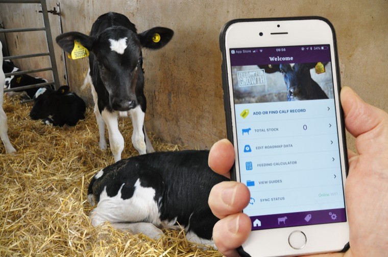 New calf growth app