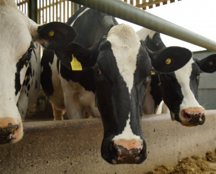 Tips to avoid common mistakes in parlour hygiene