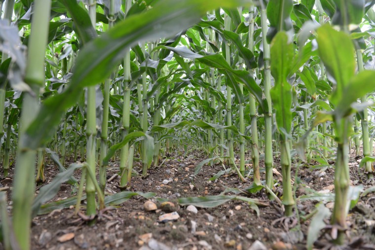 Considered approach ahead of maize planting
