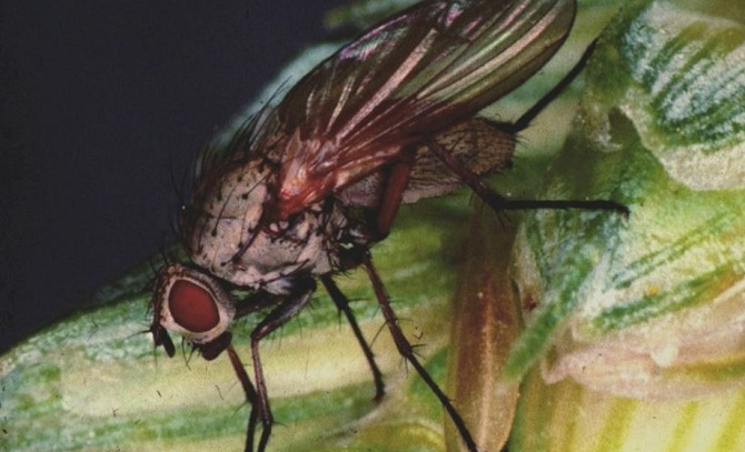 Early egg count results indicate a relatively low wheat bulb fly risk