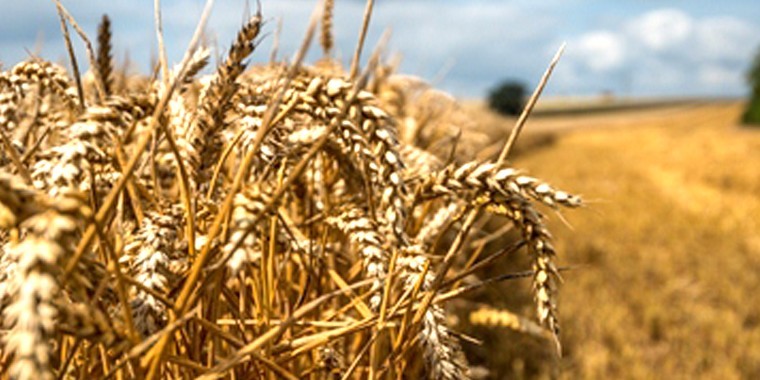Keep track of mycotoxin risk right up to harvest