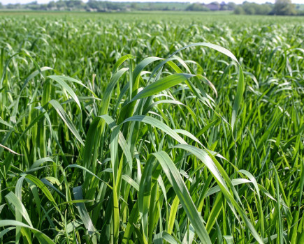 Volunteer oat surge in autumn crops