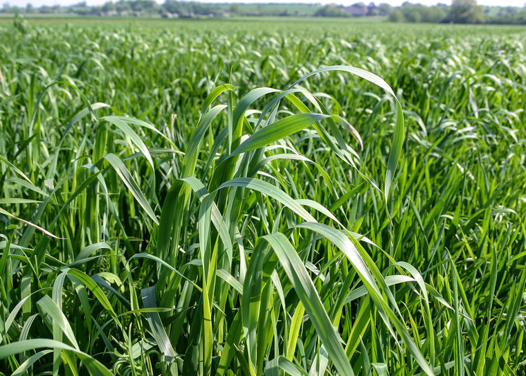 Volunteer oat surge in autumn crops