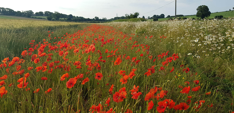 Kent farmers urged to share their views on environment schemes