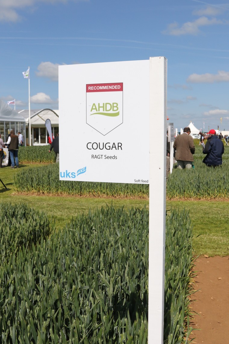 Unexpected septoria levels a ‘one-off’