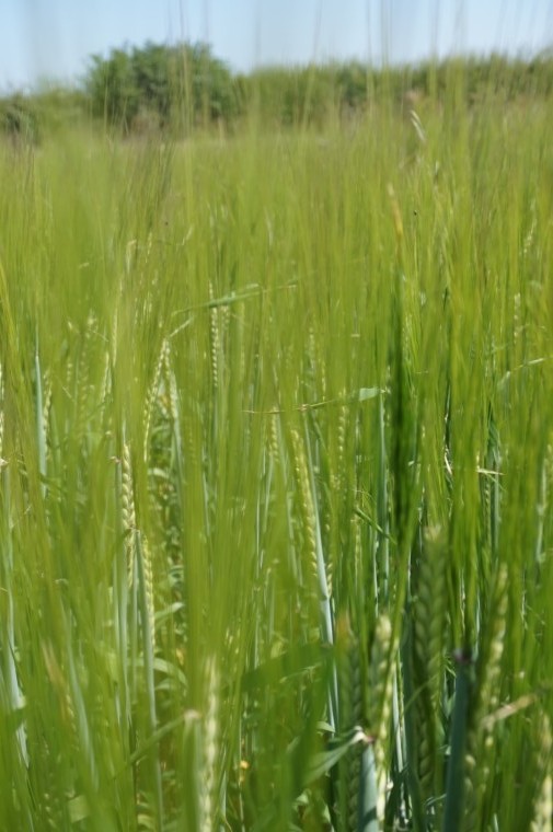 Plan backwards for better yields in spring barley