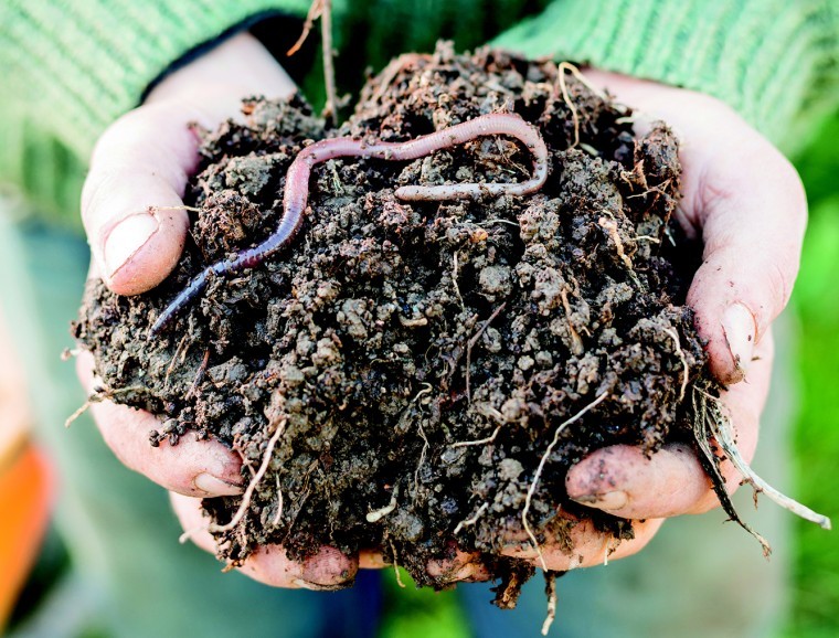 Healthy soils – the key to unlocking yield