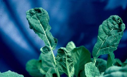 Check OSR now to prevent boron deficiency