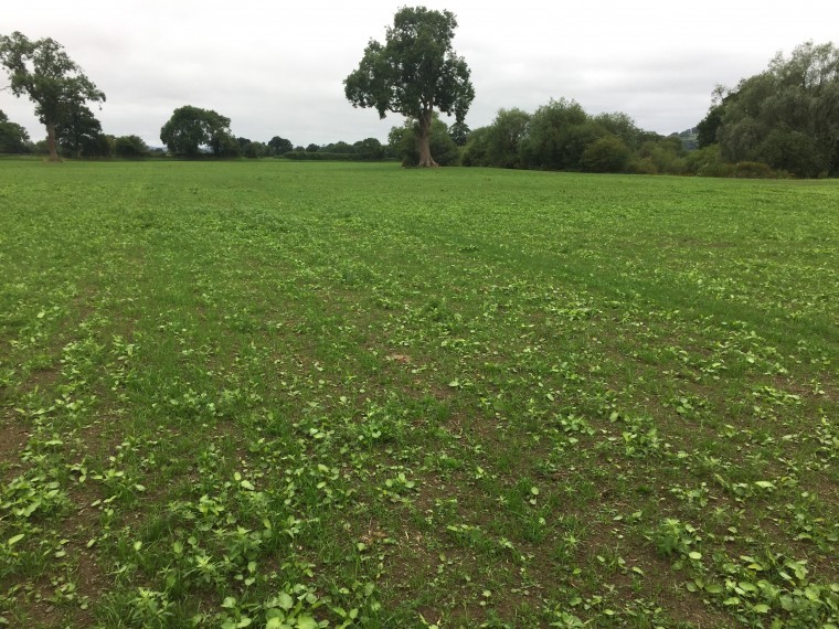 Keep new-sown leys free of weeds