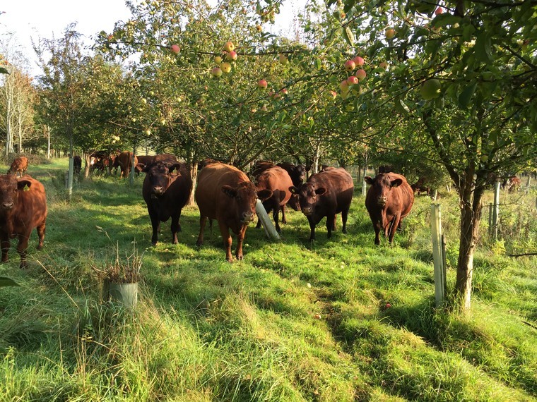 Looking on the bright cider life
