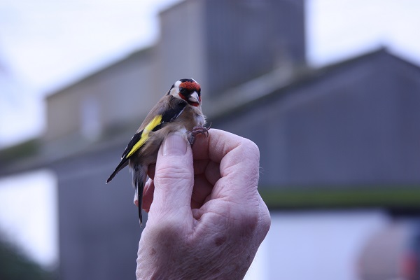 Farming Industry unites to support the 2015 Big Farmland Bird Count