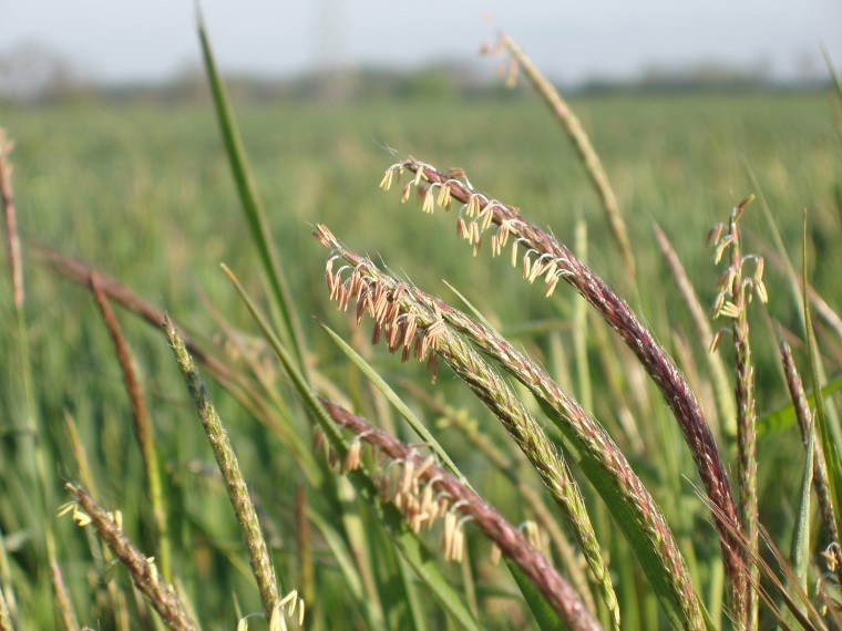 New ‘early warning system’ finds blackgrass evolving resistance to glyphosate