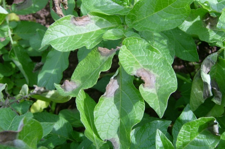 Include zoxamide in all blight control programmes