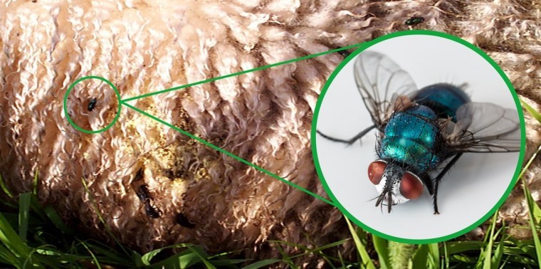 Don’t get caught out by blowfly this autumn