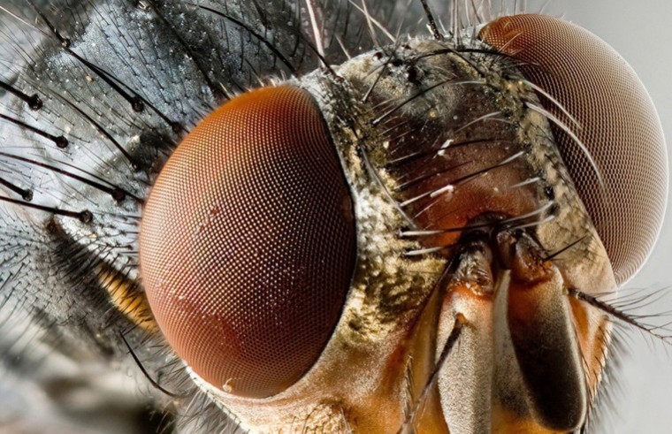 First blowfly strike cases of 2019 reported