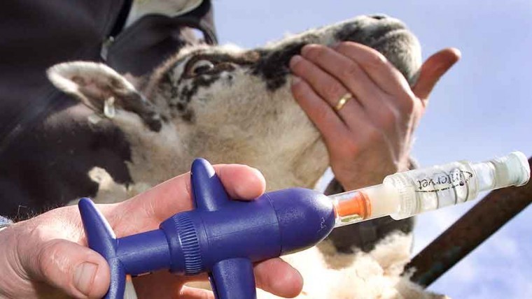 Bluetongue vaccine available