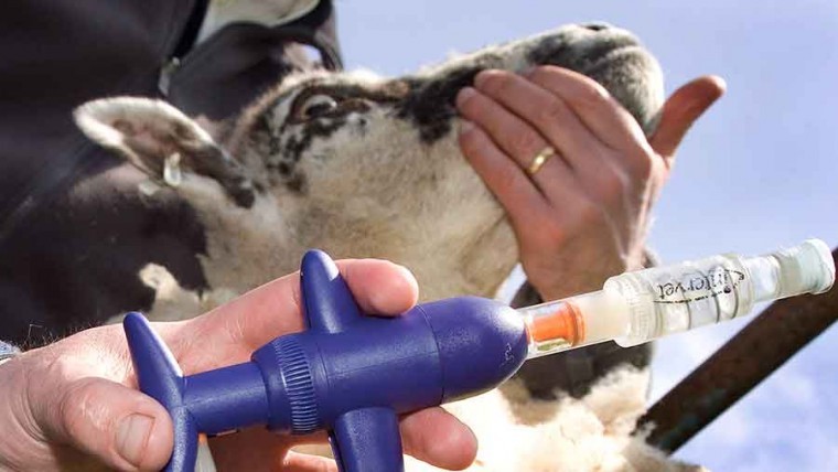Vaccine maker urges farmers to protect stock