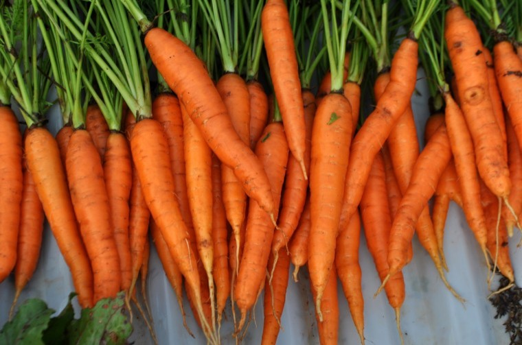 UK carrot growers break new ground with organic promotion