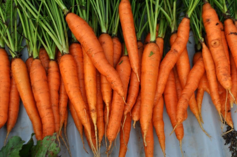 Concern for carrot growers