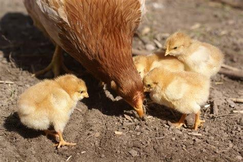 Top tips for smallholders to eradicate worms