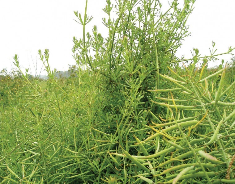 Be ready to target cleavers and thistles in oilseed rape