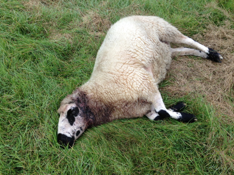 Flock of Pedigree sheep mauled in latest dog attack