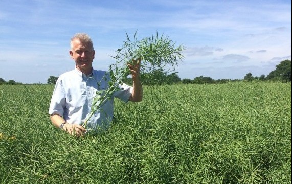 Top yielding Clearfield variety