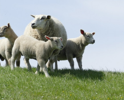 Test lambs for worms