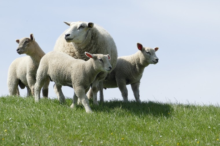 Test lambs for worms