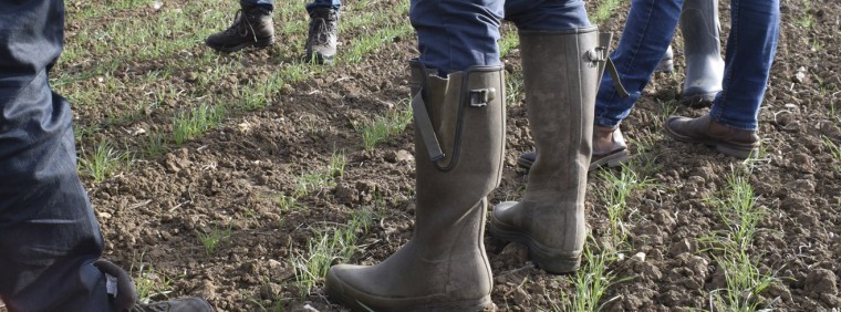 Farmers lead the way with organic wheat trials