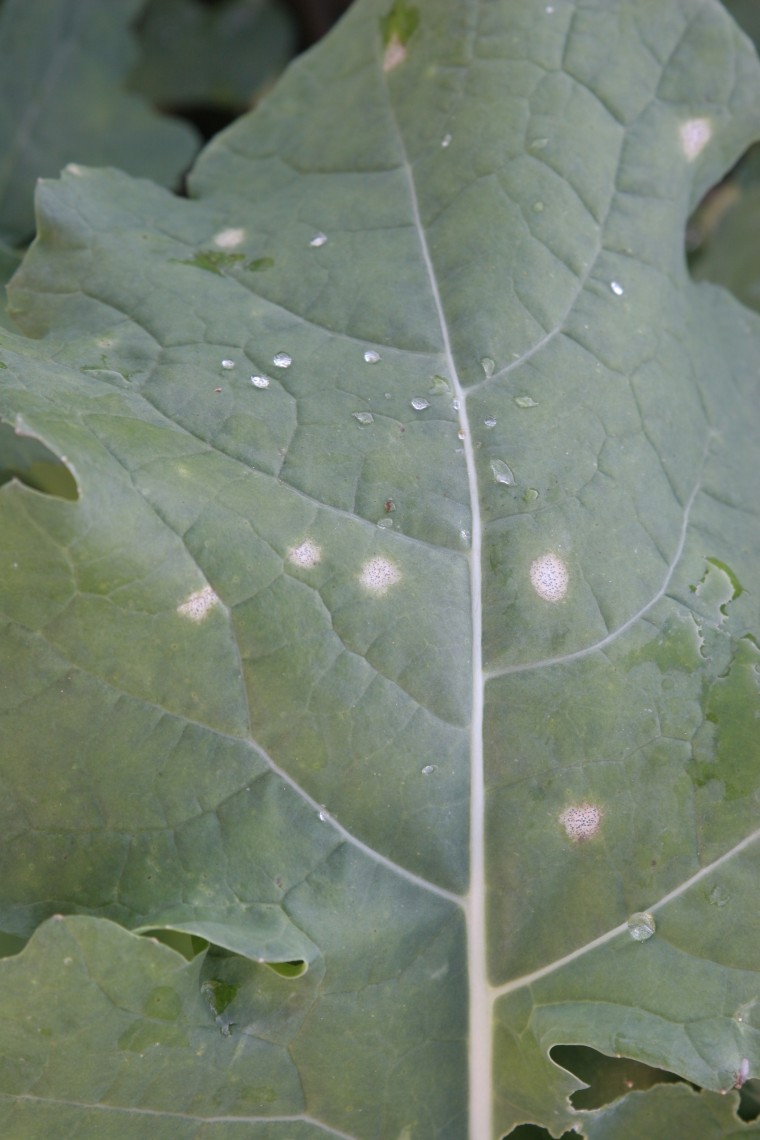 Back to basics for Phoma stem canker