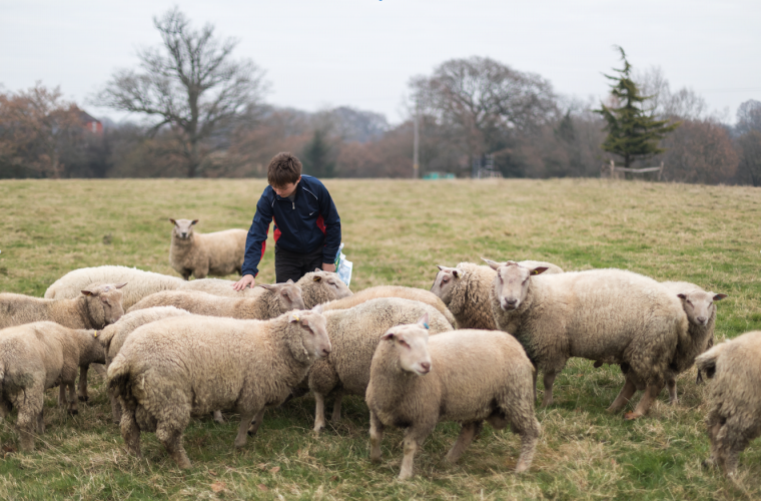 Transforming care farming services