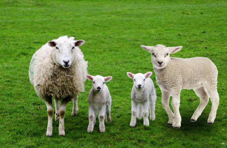 Record breaking lamb born in Kent