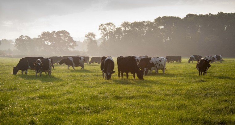 Disciplined autumn grazing