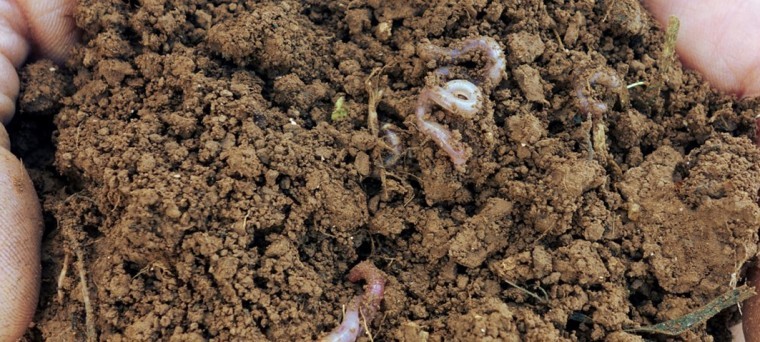 Keep soils covered for financial gain