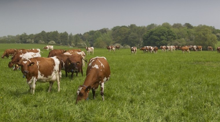 Huge opportunities for farmer-to-farmer learning this summer