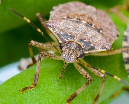 Search for non-native stink bug in fruit crops