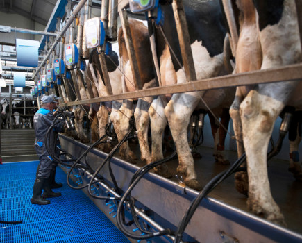 Switch to conventional parlour boosts herd health