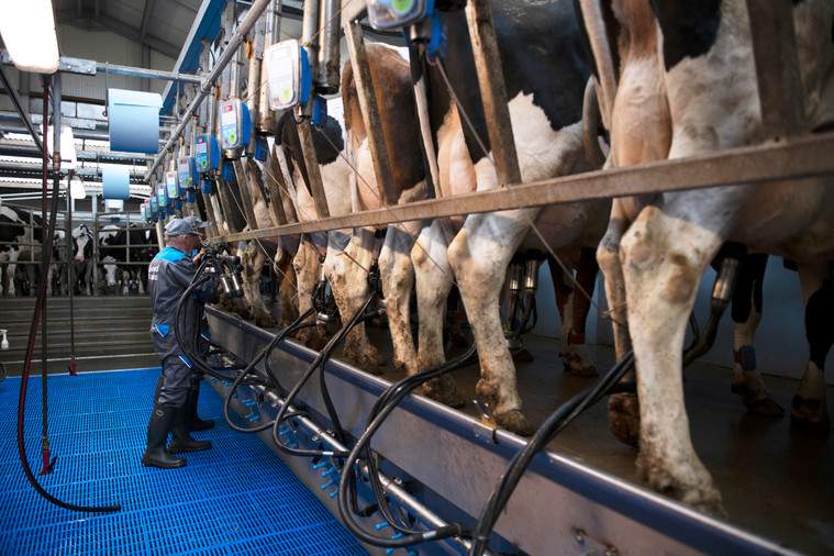 Switch to conventional parlour boosts herd health